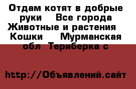 Отдам котят в добрые руки. - Все города Животные и растения » Кошки   . Мурманская обл.,Териберка с.